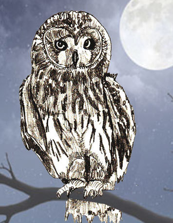 Add paints: draw a night landscape and a branch on which an owl sits