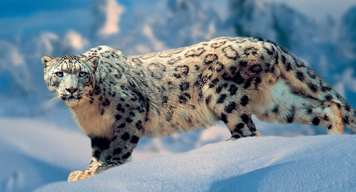 Snow leopard - totem animal named after