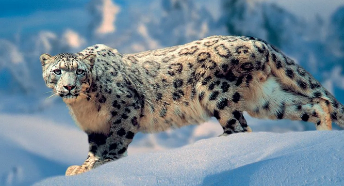 Schnee Leopard - Totem -Tier benannt nach