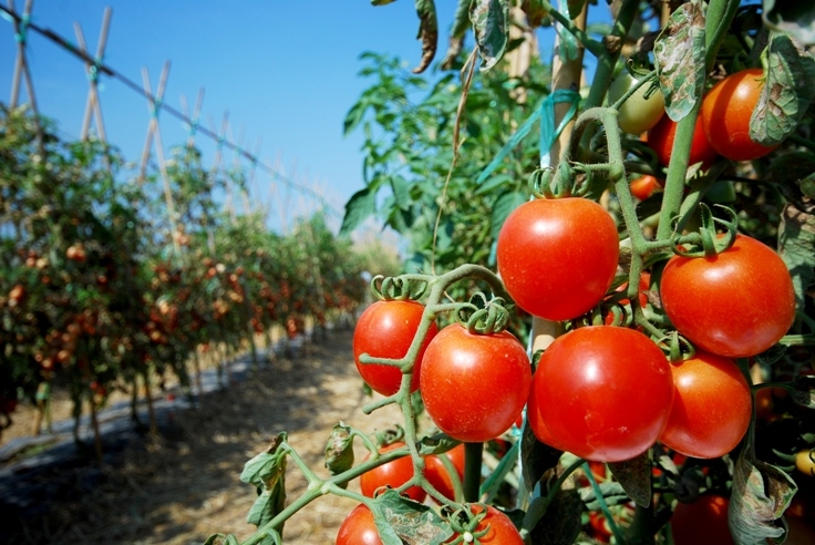 La conspiration a agi pour une bonne récolte de grandes tomates