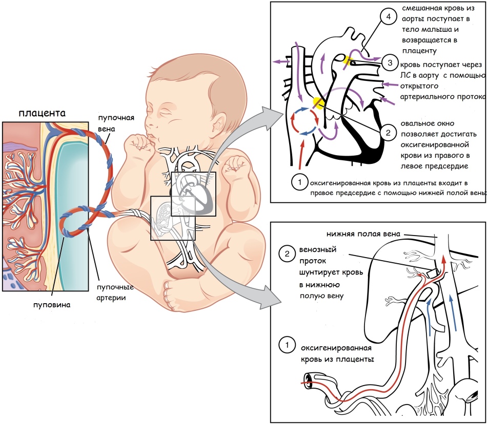 The intake of nutrients and oxygen to the fetus