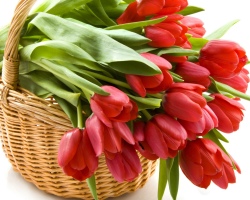 Tulipani so zbledeli: kdaj izkopati žarnice po cvetenju? Ali moram vsako leto izkopati tulipane? Ali moram za zimo izkopati žarnice za tulipane?