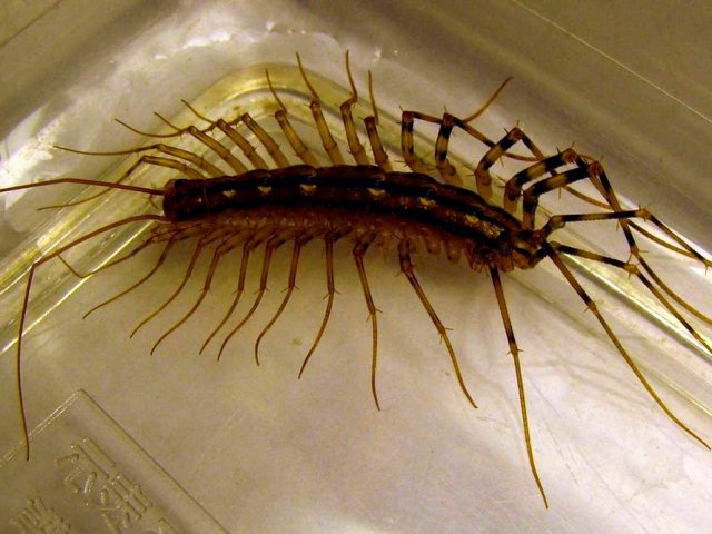 Starning in a private house, apartment: causes of appearance, folk signs. How to get rid of centipedes in a private house, apartment: a means for struggle, poison, prevention of appearance