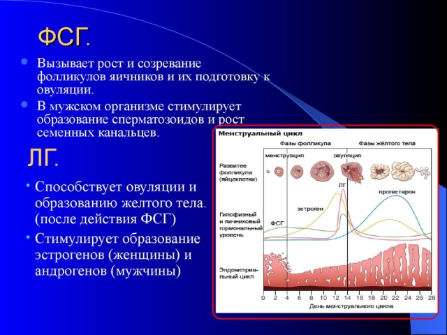 ФСГ и ЛГ — норма у женщин и мужчин: за что отвечают, что показывают? Оптимальное соотношение для зачатия у женщин