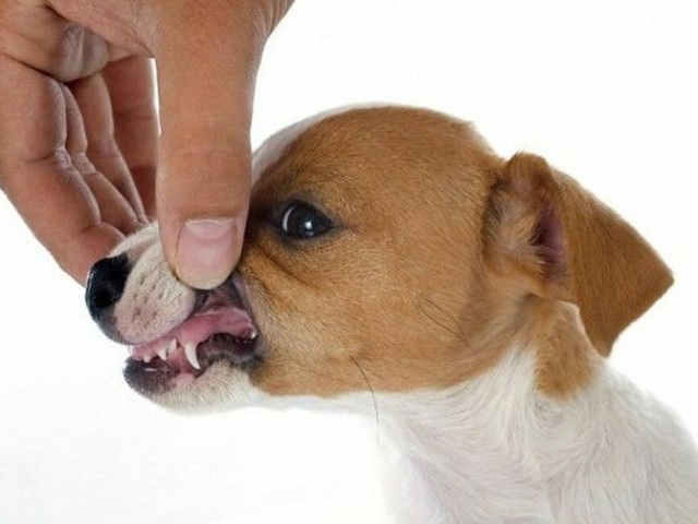 How many teeth does a dog have? When does the teeth change in puppies?