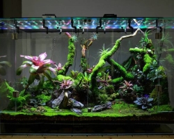 How to make and arrange a terrarium for a turtle, lizard, snails, snakes, iguans, chameleon, plants, flowers, spiders, geckon, ants, rodents, hamster, tharacan, agama, mantis: ideas of suspended and desktop terrariums, drawings, Opis, opis, opis fotografija