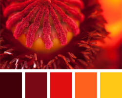 Piros árnyalatok: paletta, színek