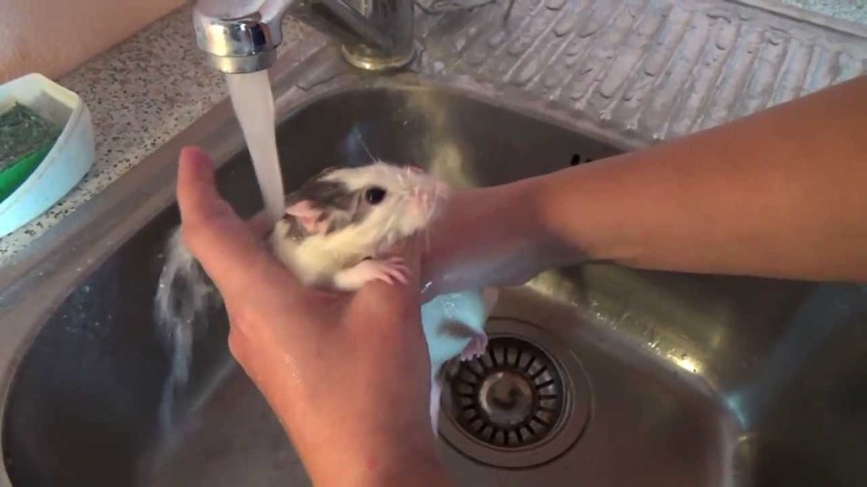 Incorrect bathing of the rat