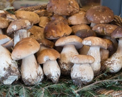 Est-il possible de manger des champignons crus - avantages et préjudices possibles. Que se passera-t-il si, mangez des champignons crus?