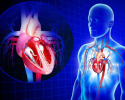 Anatomy - Human heart structure: signature scheme, photo, tables