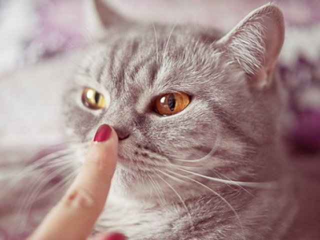 Mengapa kucing, kucing, anak kucing kering dan hidung yang hangat, panas, dingin: apa yang harus dilakukan?