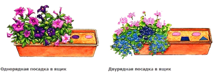 Какие цветы посадить на балконе, чтобы цвели все лето? Какие цветы посадить на балконе и как их комбинировать?