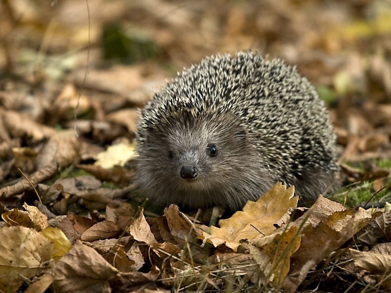 Hedgehogs are excellently oriented in the area than justify phraseologism about quick wits