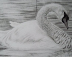 How to draw a swan in a stages with a pencil for beginners and children? How to draw a swan on the lake?