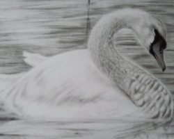 Comment dessiner un cygne dans une étape avec un crayon pour les débutants et les enfants? Comment dessiner un cygne sur le lac?