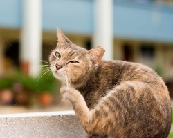 Kutu anjing dan kucing sama atau tidak? Perbedaan antara kutu anjing dan kucing? Apakah kutu ditransmisikan dari anjing ke kucing?