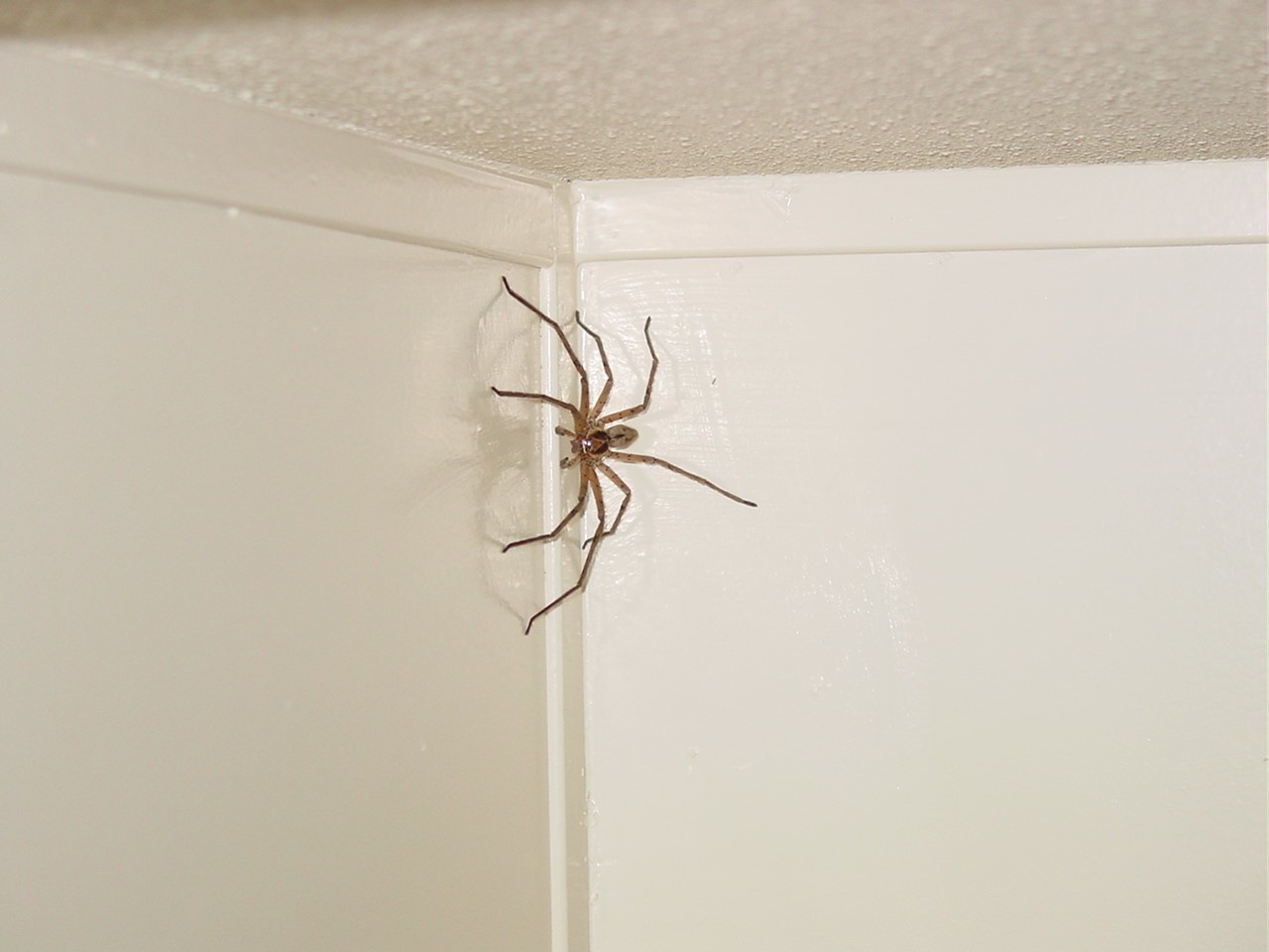 Большой домашний паук. Домашние пауки. Пауки в доме. Огромные домашние пауки. Пауки живущие в домах.