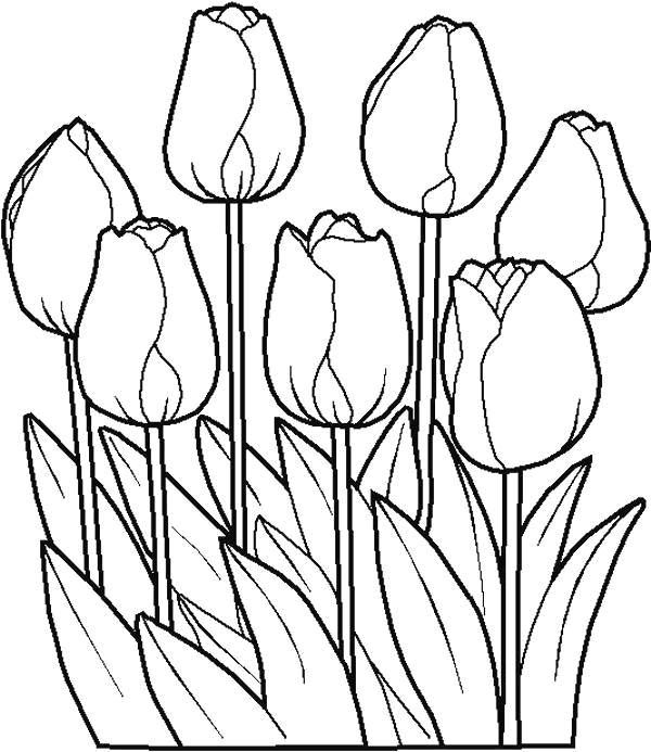 Tulip di petak bunga