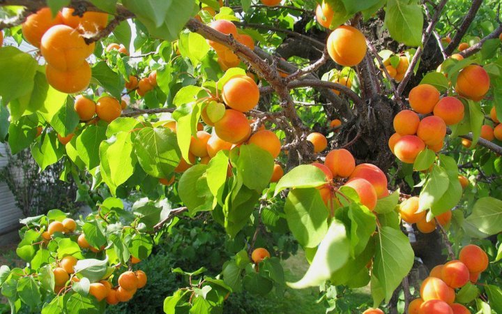 Apricot's fruiting tree planted from a bone