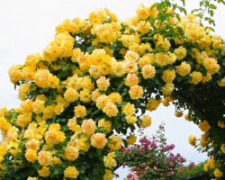 18 jenis mawar terindah: aroma unik dan dekorasi yang cerah untuk taman