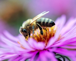 What the bees dream of: supporting the dream books. What does a dream mean if the bee flew into your house, bit you, died? Why dream of bee swarm, hive, honey bee, hornet, wasp?