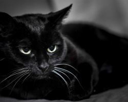 Zakaj sanjati črno mačko za dekle, žensko, moškega?
