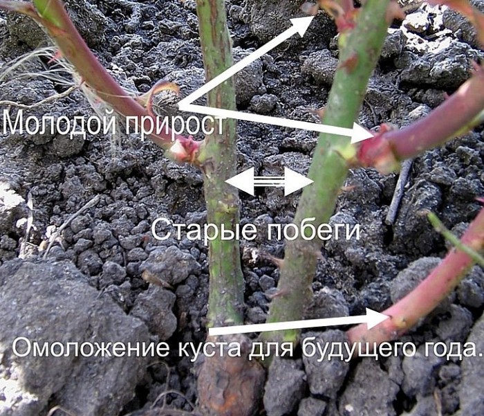 Poda de primavera de rosas para principiantes