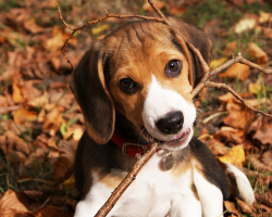 Nasveti veterinarja na domači in ulični vsebini psov. Kako pravilno vzdrževati psa v hiši, na ulici, kopati, hraniti, skrbeti za volno, kako ugotoviti, ali je pes bolan?