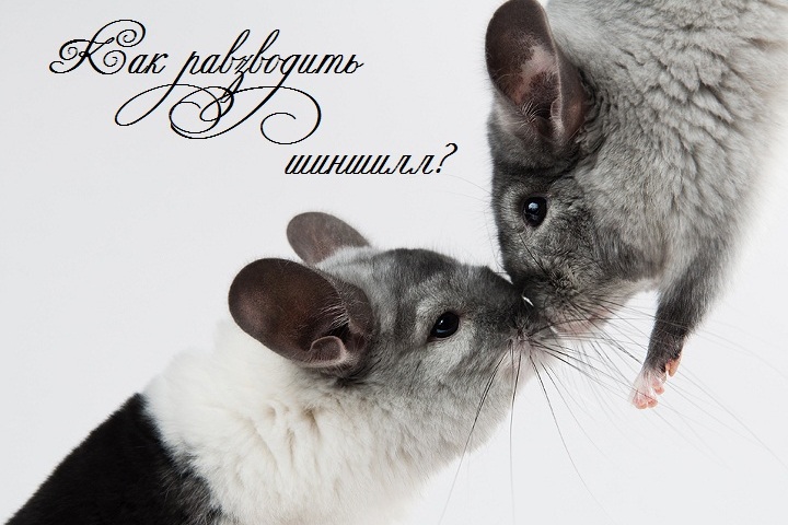 How to breed and mate chinchillas for reproduction: recommendations, reviews of the owners. How long does pregnancy last and how to take birth in chinchillas: veterinarian tips