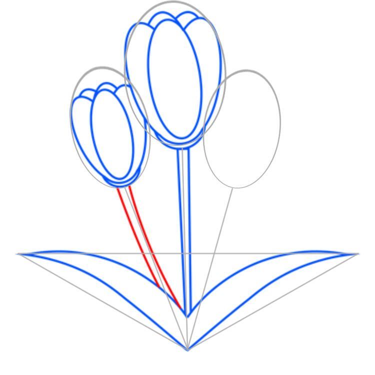 A második tulipán szárát
