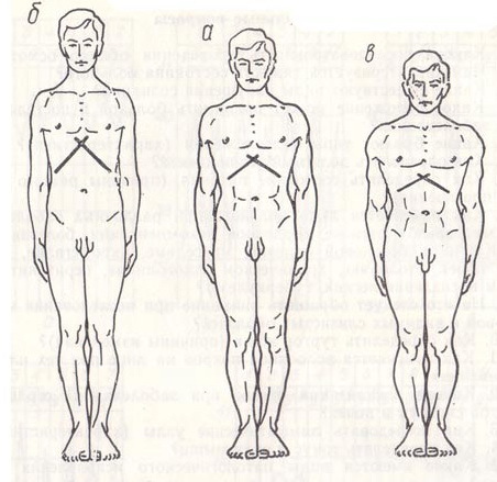 Изображение 5. виды форм грудных клеток человека.