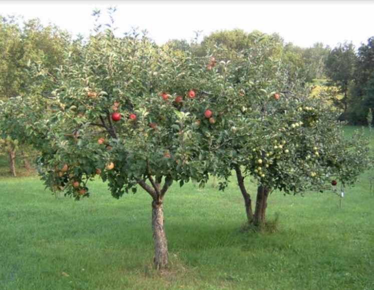 Large, beautiful fruits grow on trees who are not a dense crown