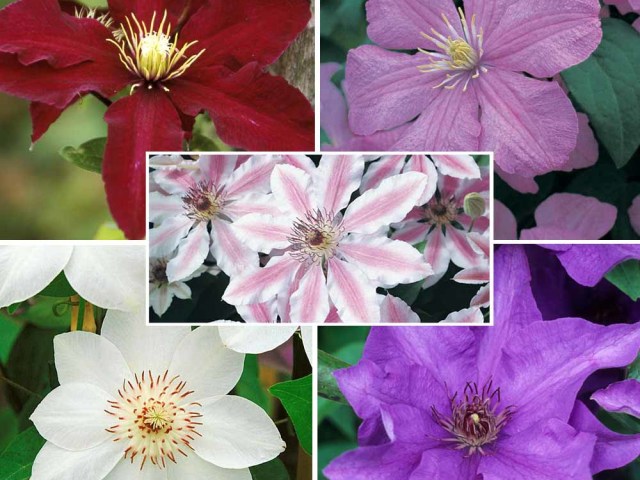Bunga Clematis: Spesies, Deskripsi Varietas, Foto