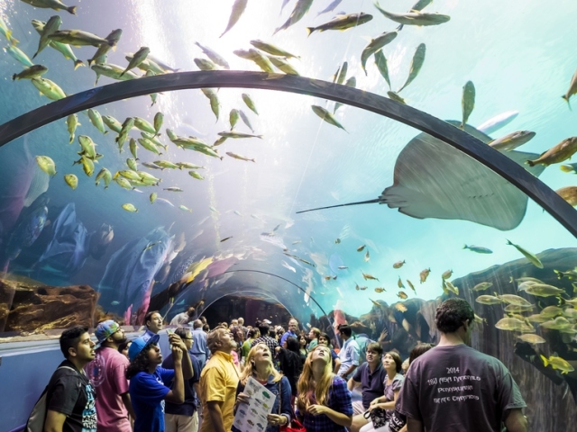 Rating of the largest oceanariums in the world: TOP-15