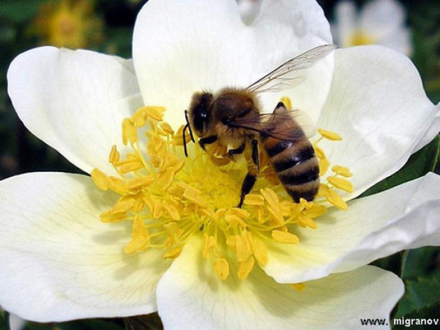 Zakaj čebela umre po grižljaju, po ugrizu, vendar ni osi: osi osi in čebel. Zakaj čebele in osi ubijajo ljudi? Prva pomoč za ugriz čebele ali osi: folk zdravila za edem