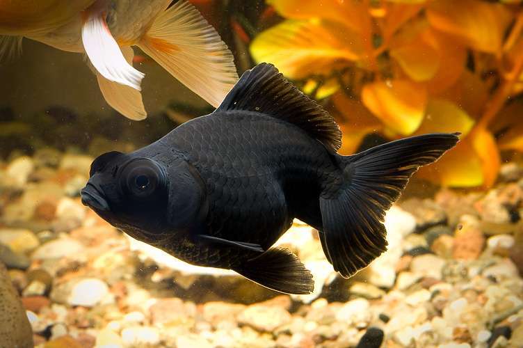 Черная золотая рыбка