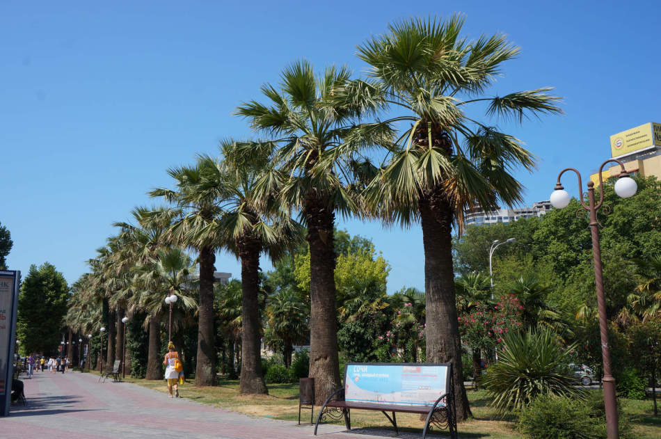 Russian city with palm trees is fantastic, but quite real