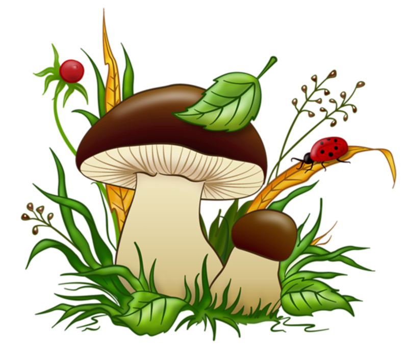 Mushrooms - puzzles in biology