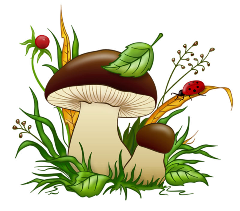 Champignons - puzzles en biologie