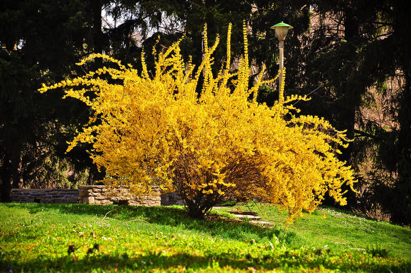 Цветущие желтые кустарники многолетники фото с названиями