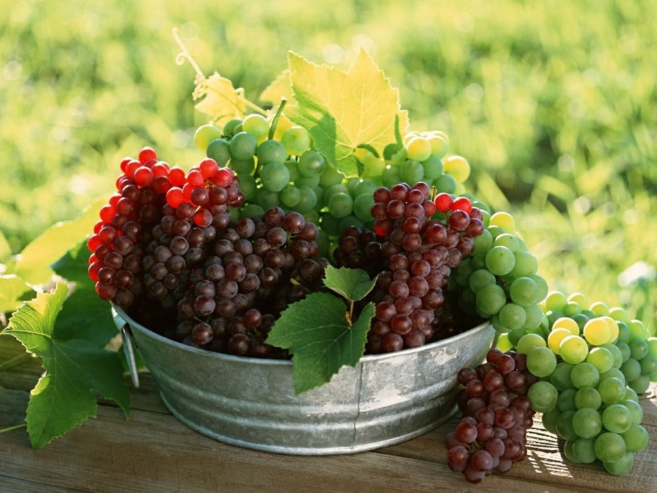 Az összegyűjtött érett szőlő a vágy kielégítésének álmai
