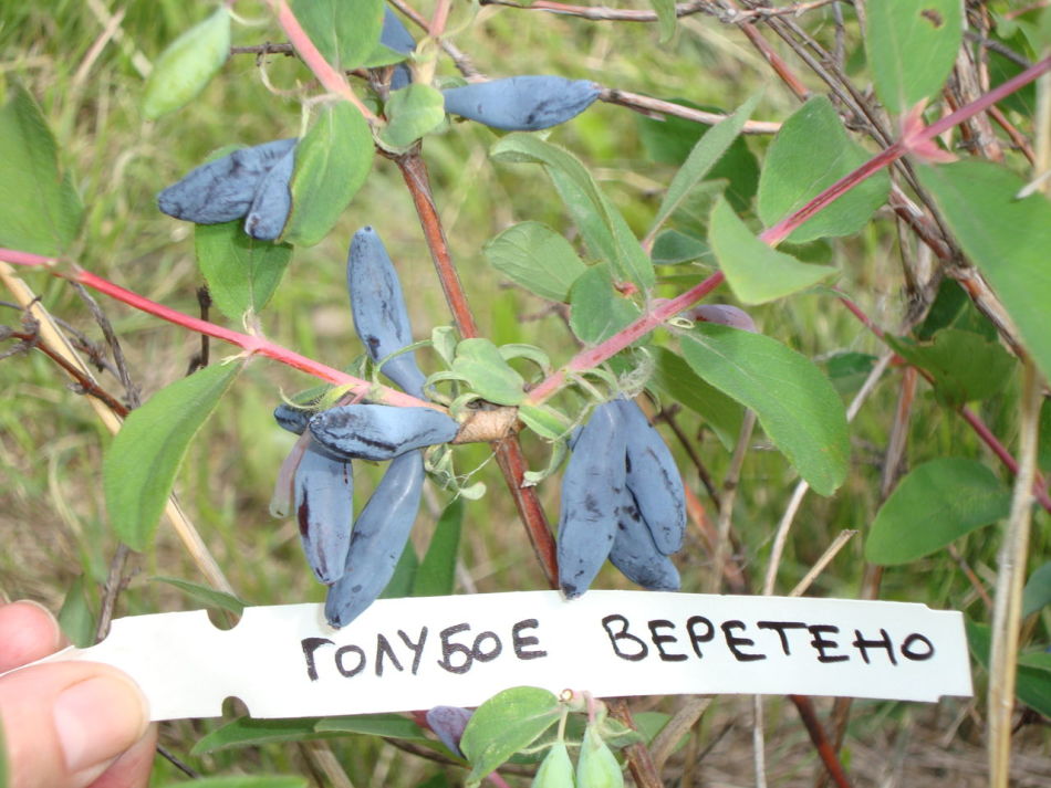 Blue spindle