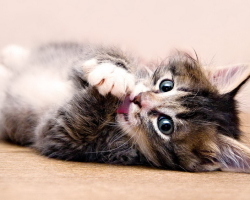 A cica padlójának meghatározásának optimális életkora. A született cicák nemeinek jellegzetes jellemzői. A nem meghatározása a cica életének első heteiben: macskás szín, pofa, arcbőr. Népi módszerek a macska padlójának meghatározására