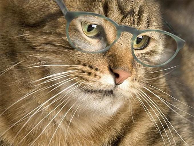 Интеллект кошки полностью постичь невозможно