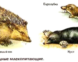 Who is larger, larger: mole or hedgehog?