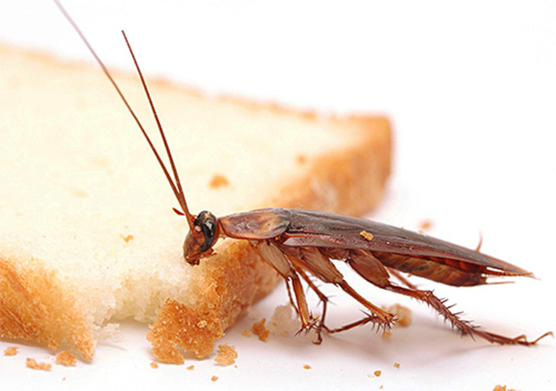 Brake in hrana, vržena na mizo, so vabe za ščurke.