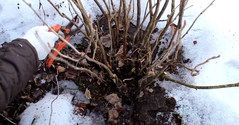 El jardinero a principios de la primavera corta un arbusto de grosella negra