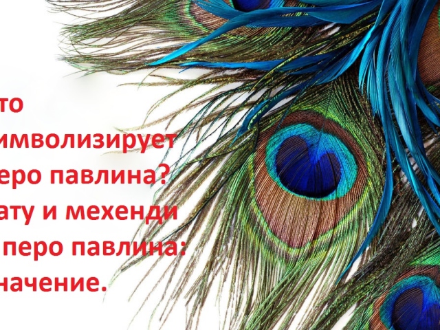 Что символизирует перо павлина? Тату и мехенди – перо павлина: значение. Можно ли дома держать, дарить, найти павлиньи перья: приметы. Как использовать павлиньи перья в интерьере, украшениях: идеи, фото