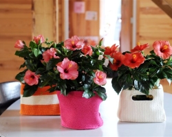 Hibiscus - Rose chinoise: types, soins, culture et reproduction à la maison. Pourquoi l'hibiscus est-il la fleur de mort: signes et superstitions