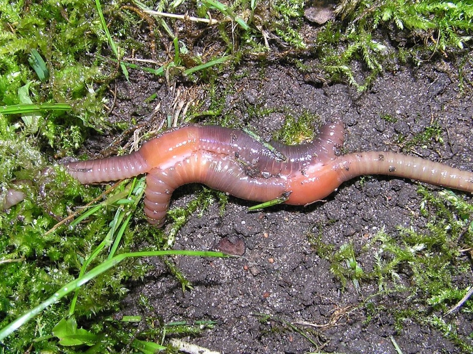 Mengapa Cacing Worms Dream?